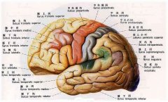 腦萎縮能活多久？